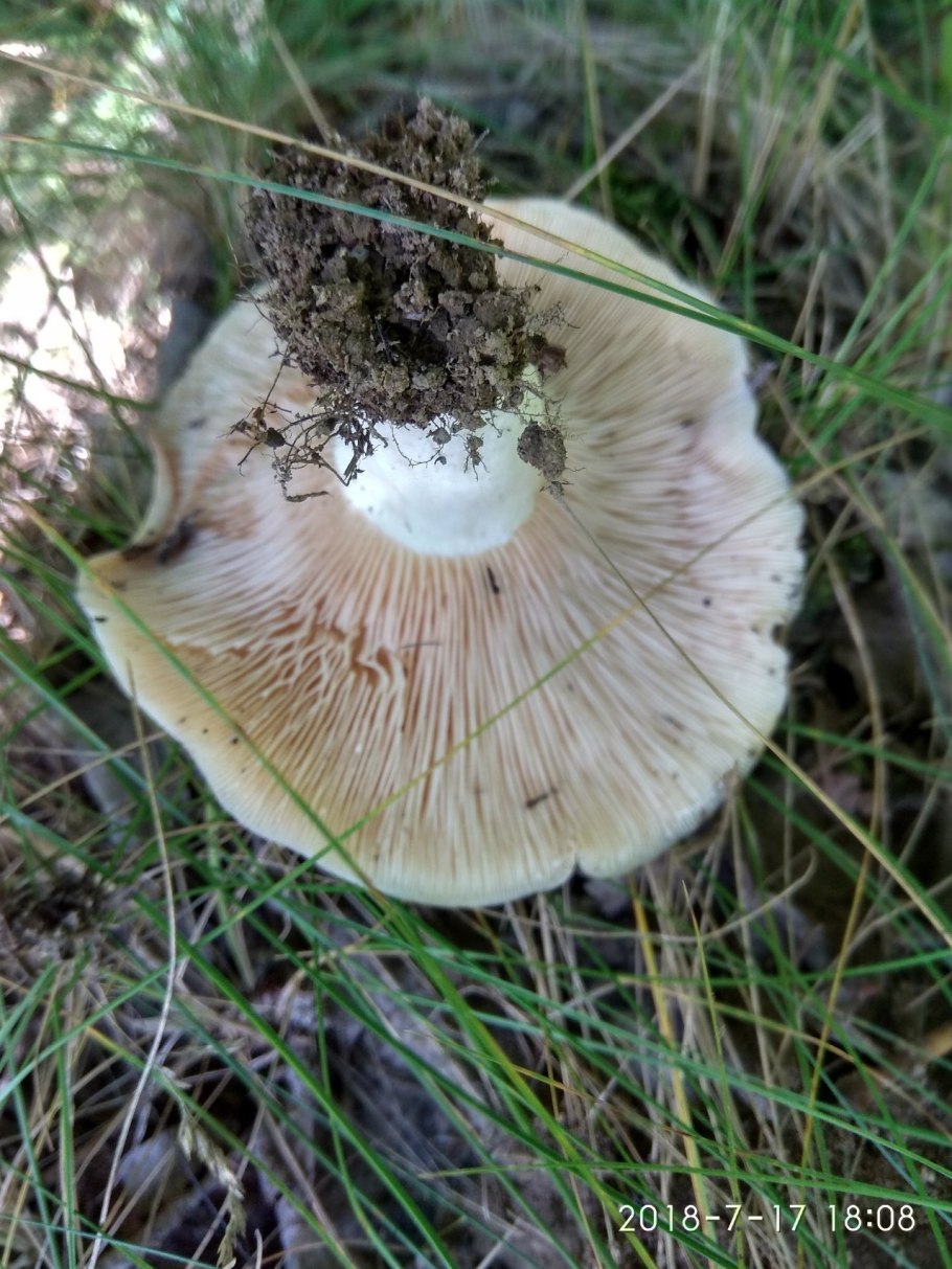 Осиновый груздь (Lactarius controversus)