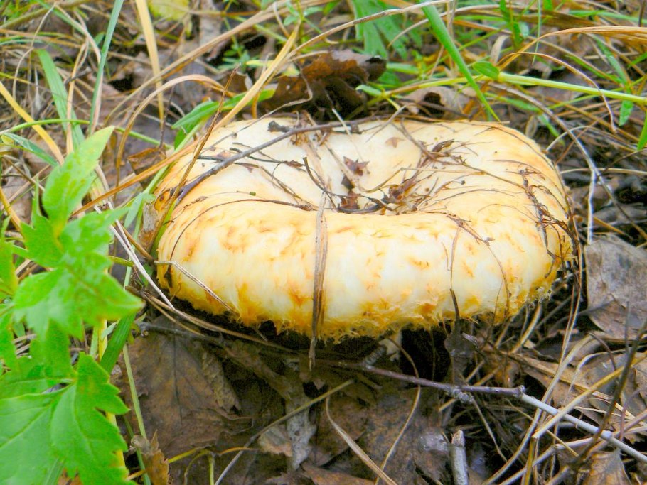 Груздь бахромистый Lactarius citriolens