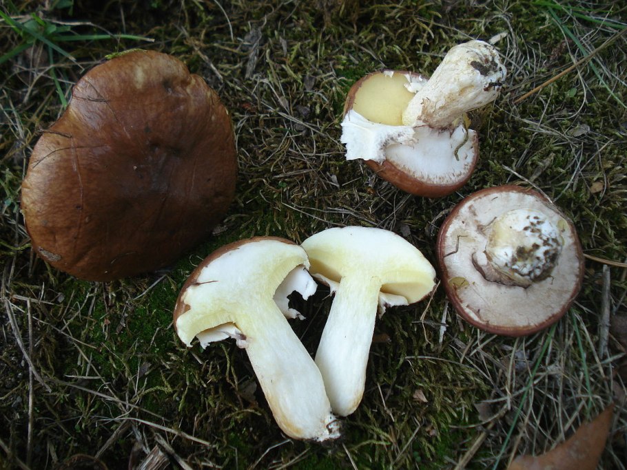 Королевский масленок