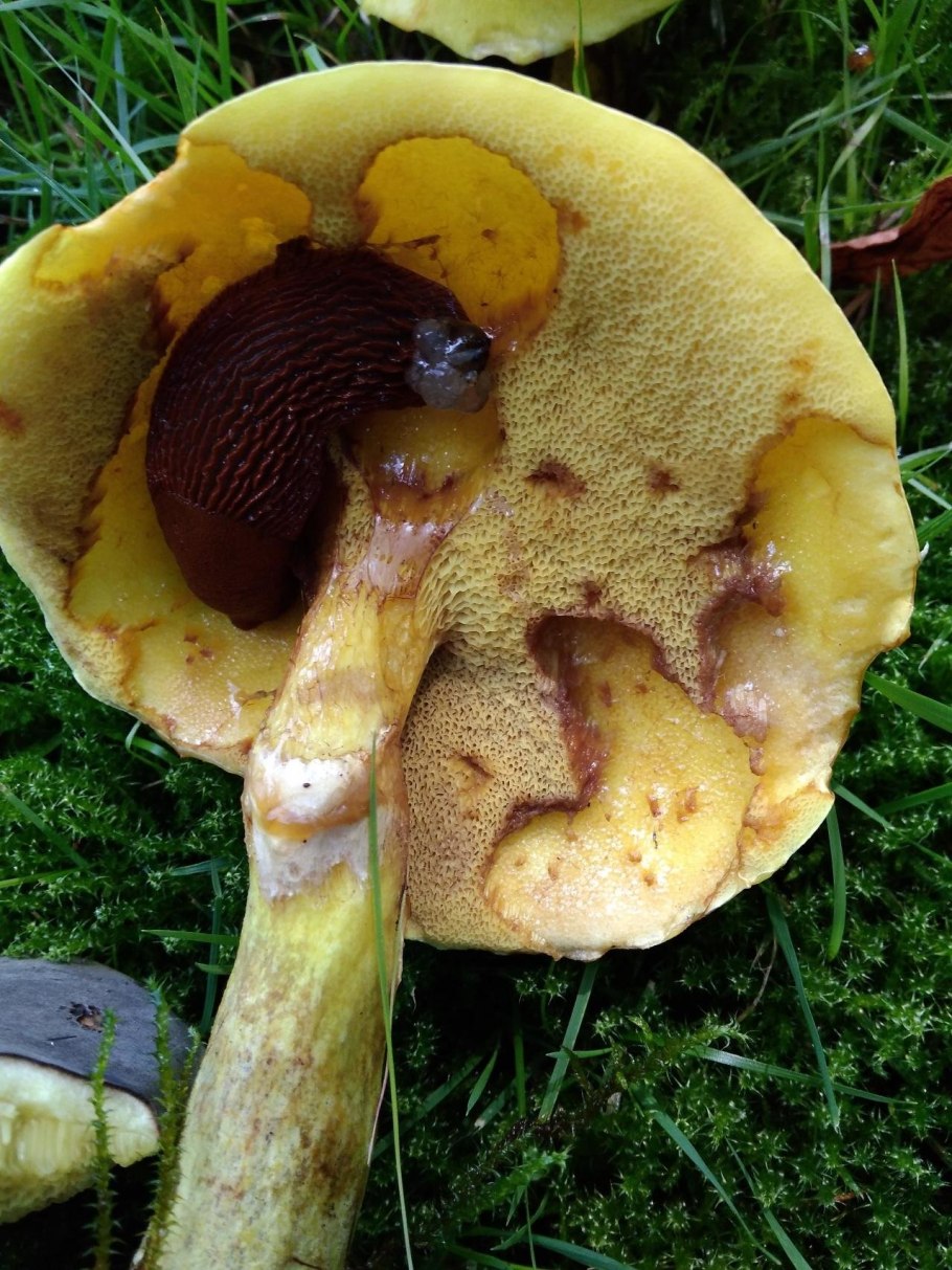 Перечный гриб Chalciporus piperatus