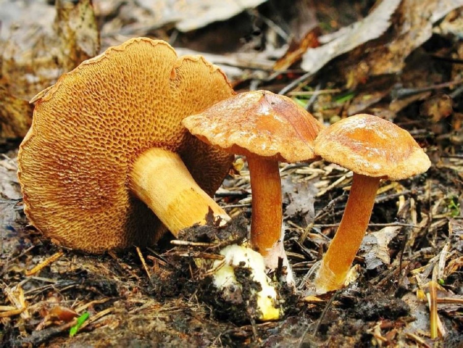 Рядовка желто-красная Tricholomopsis rutilans съедобная