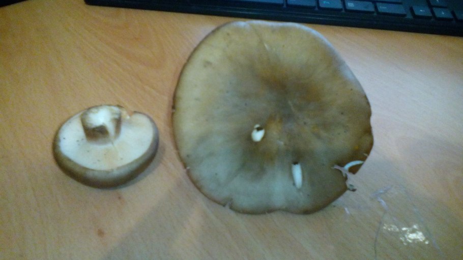 Масленок неокольцованный