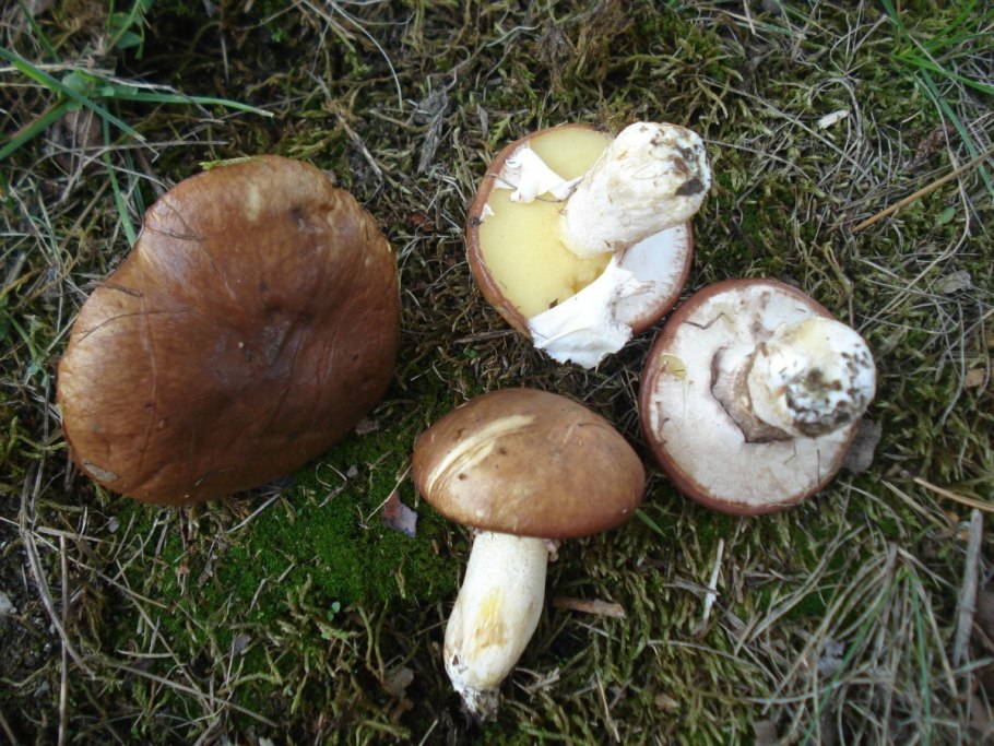 Масленок Suillus luteus