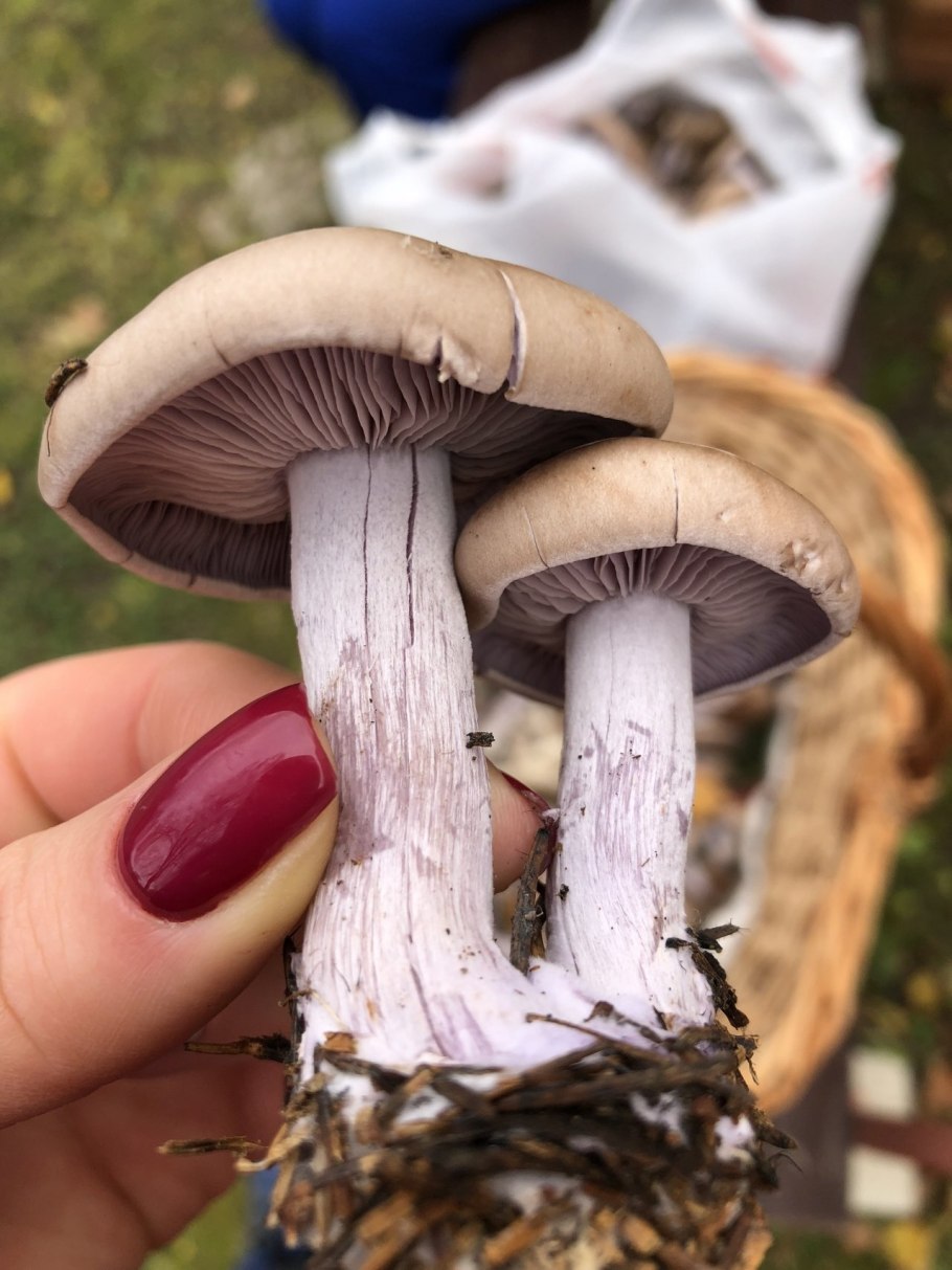 Моховик коричневый Xerocomus ferrugineus