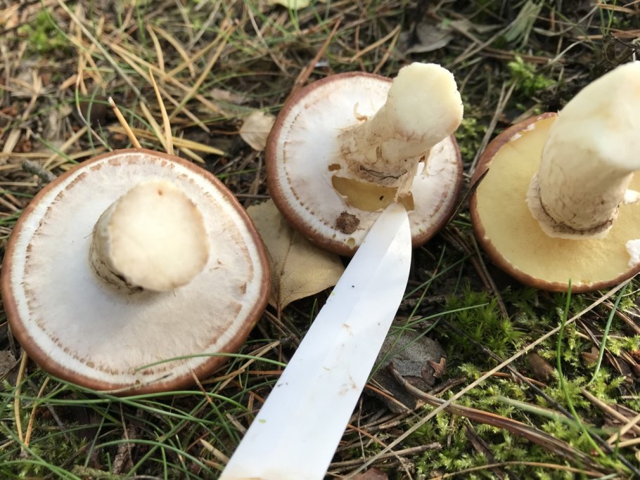 Гриб с белой шляпкой