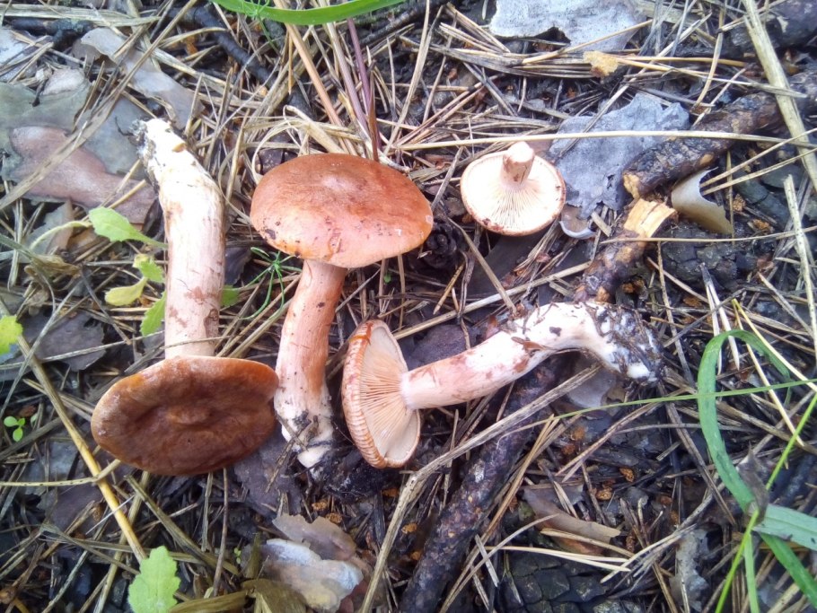 Cortinarius splendens