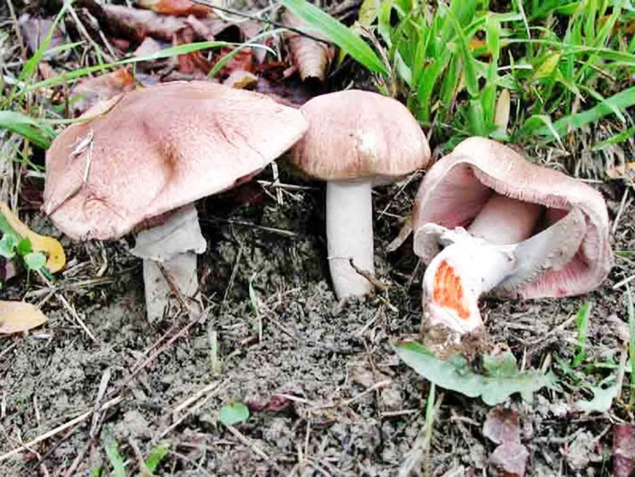 Гриб подгруздок белый ложный