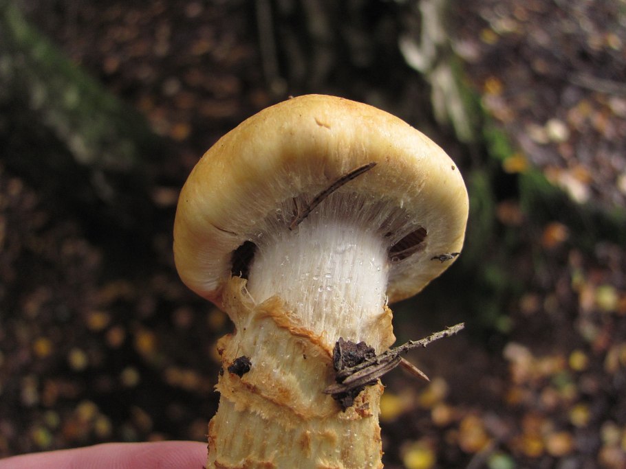 Рядовка леписта