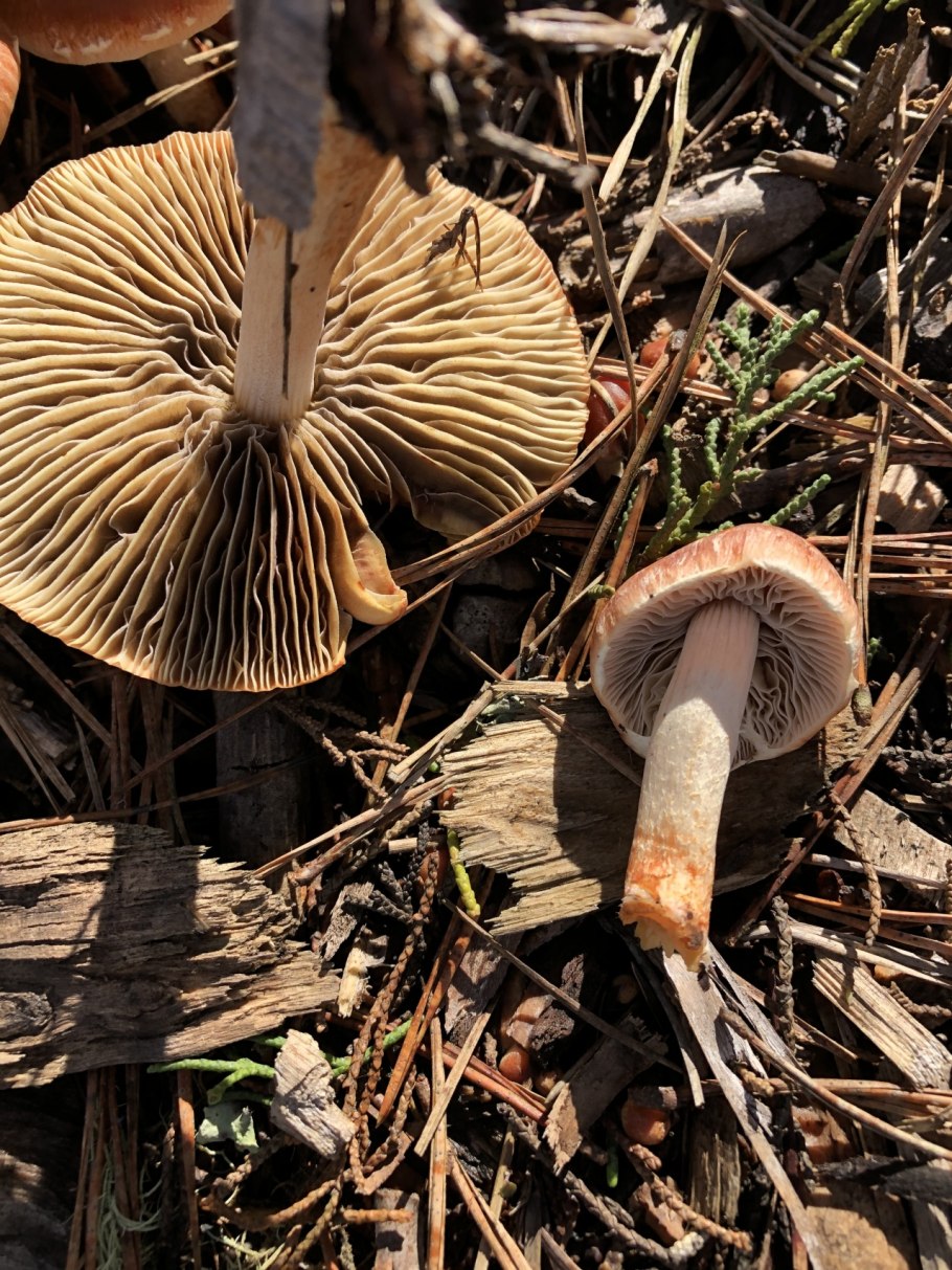 Опенок пластинчатый гриб