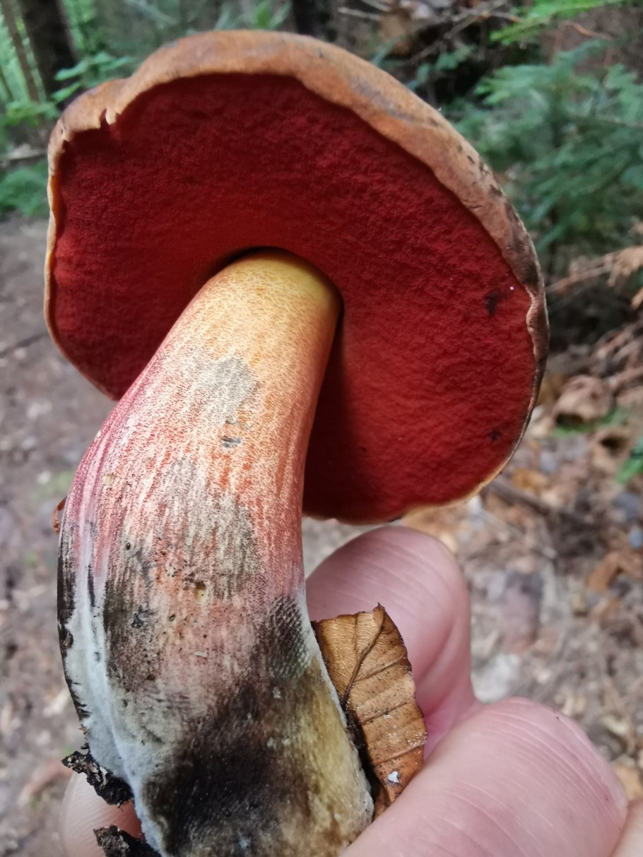 Cortinarius elegantior