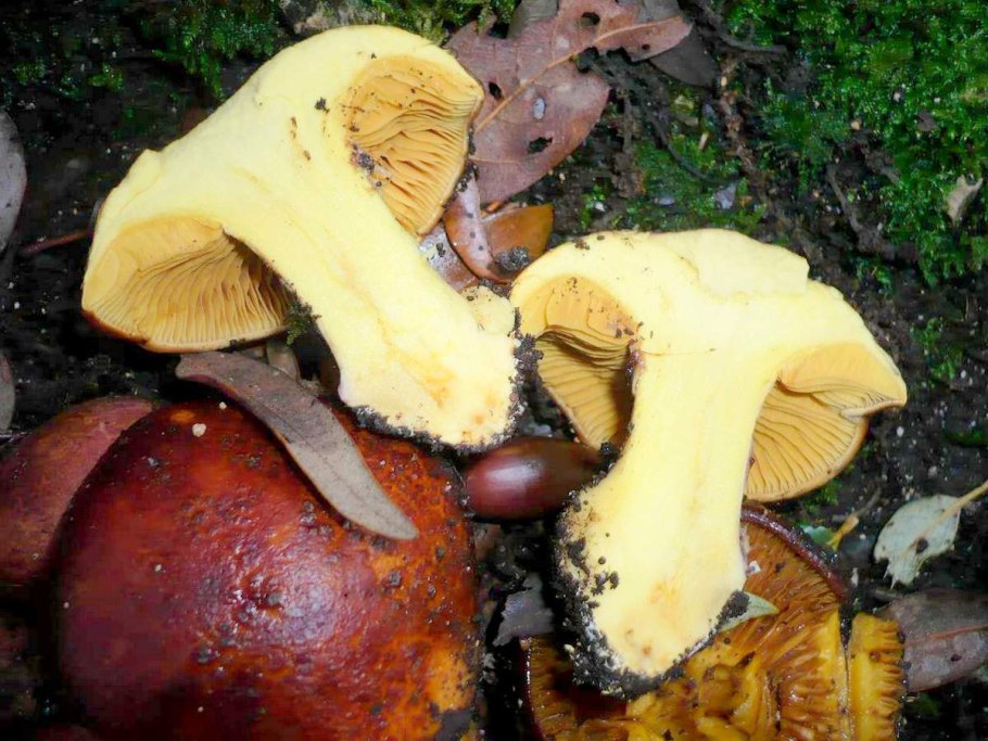 Грибы с юбочкой съедобные