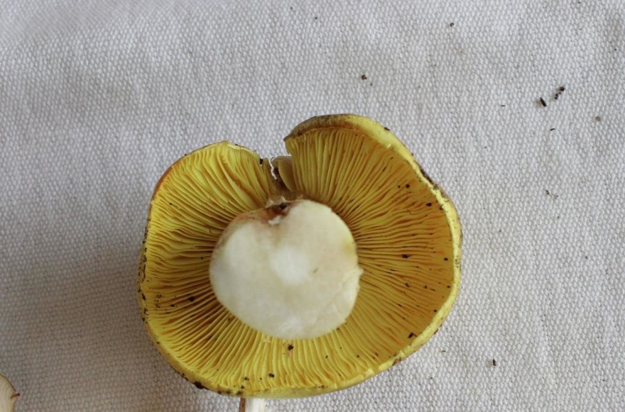 Гриб моховик ложный гриб моховик ложный