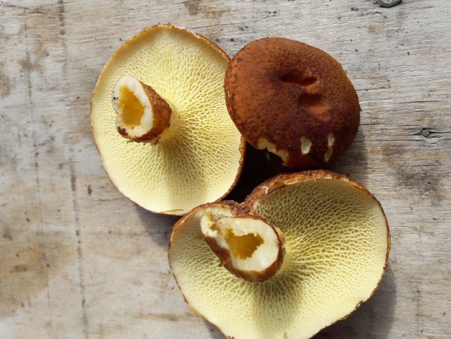 Масленок полоножковый