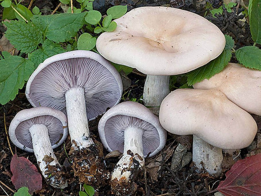 Рядовка серовато-сиреневая Lepista glaucocana