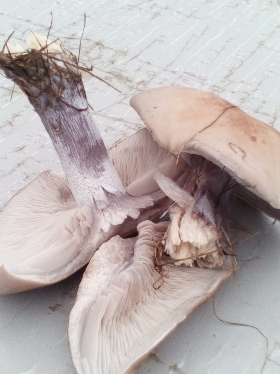 Lepista Panaeolus