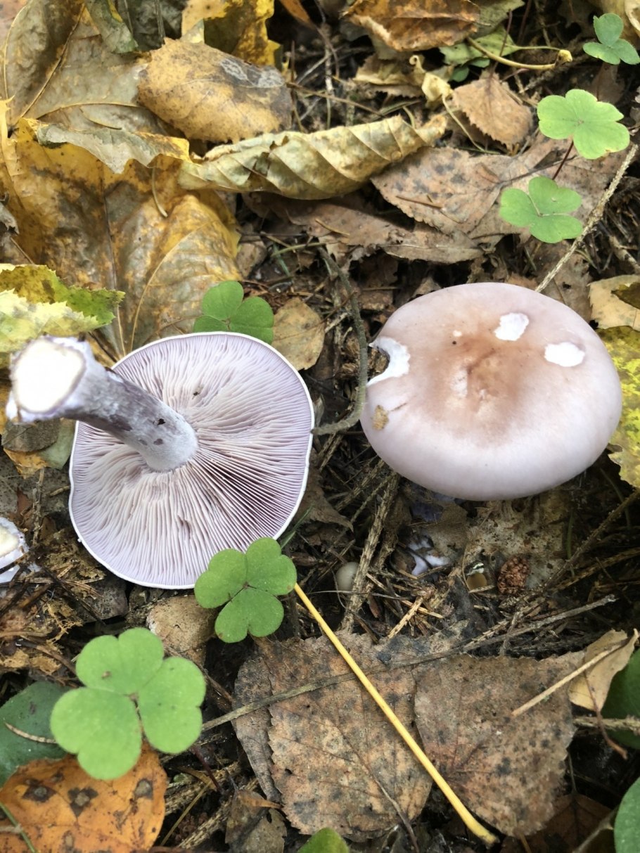 Рядовка серовато-сиреневая Lepista glaucocana