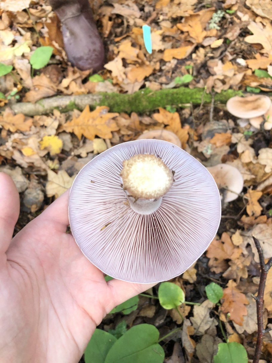 Рядовка серовато-сиреневая Lepista glaucocana