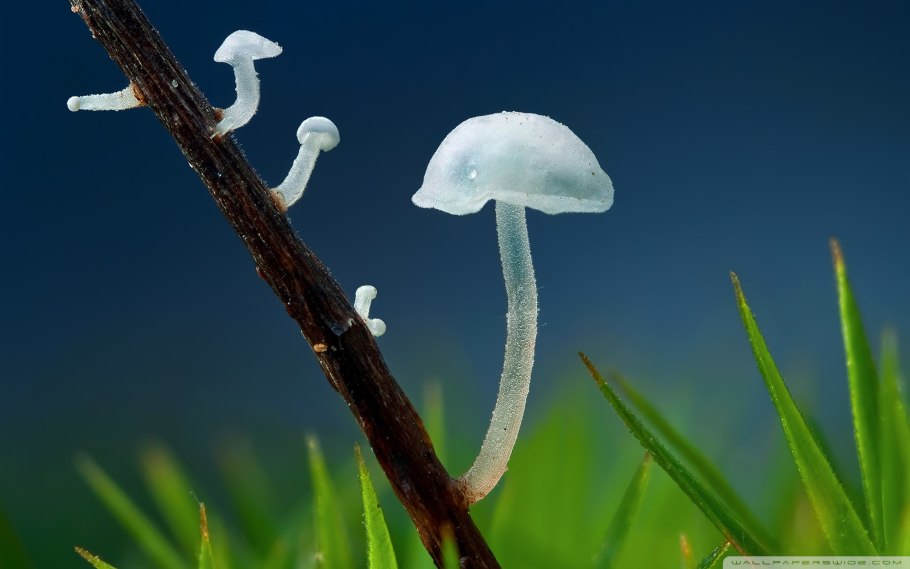 Гриб с прозрачной шляпкой