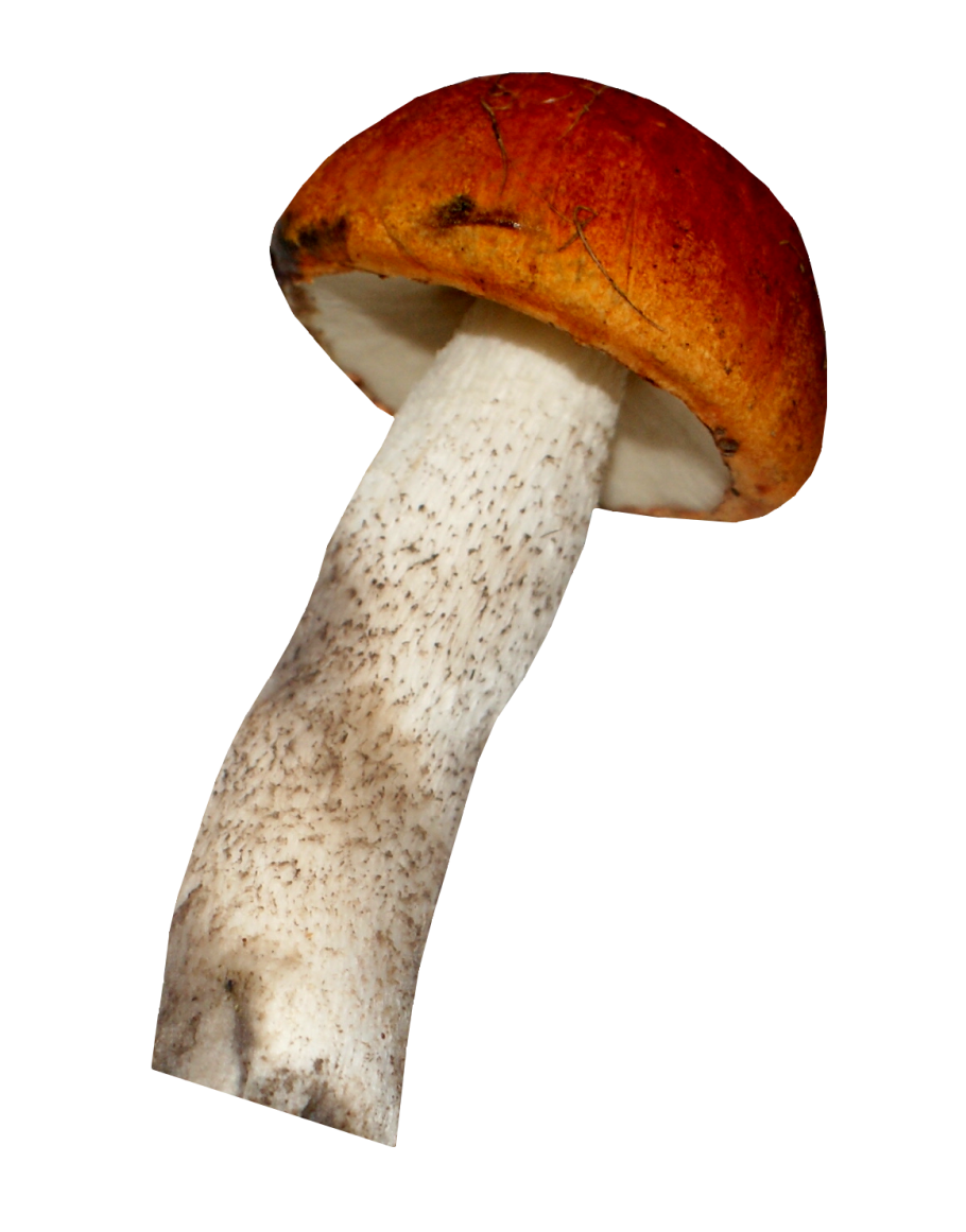 Маслята на белом фоне