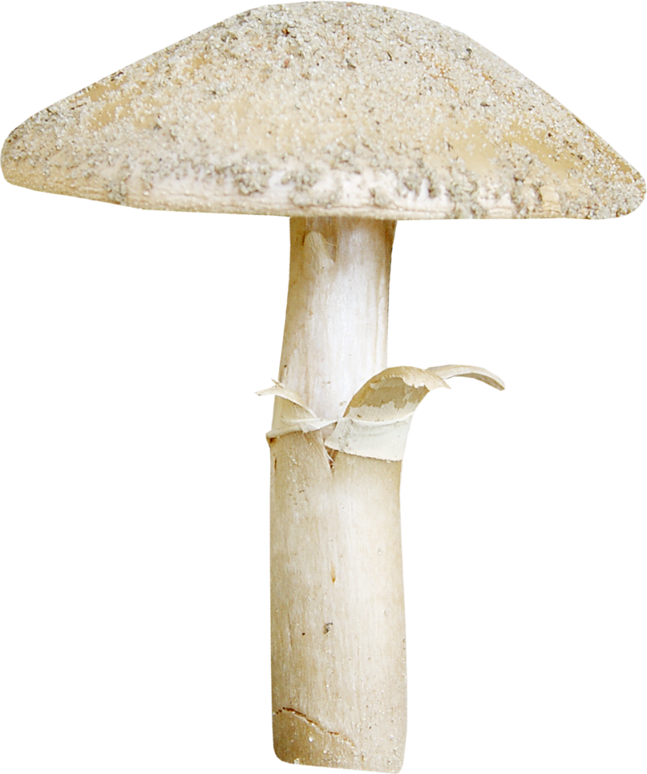 Грибы на белом фоне