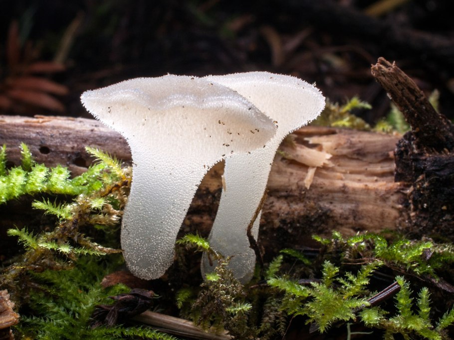 Мухомор поганковидный Вишневский