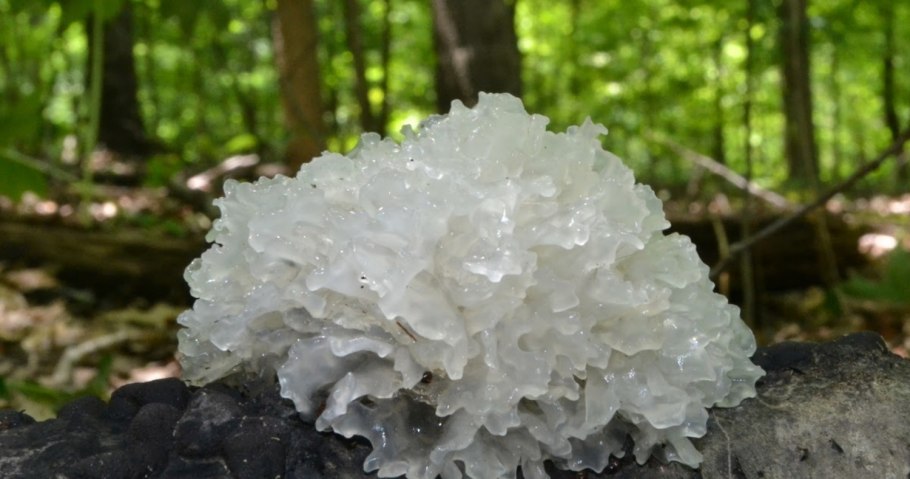Tremella fuciformis