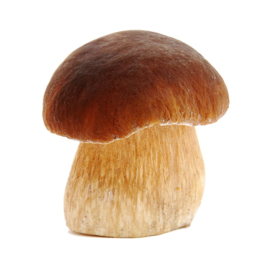 Бледная поганка и белый гриб