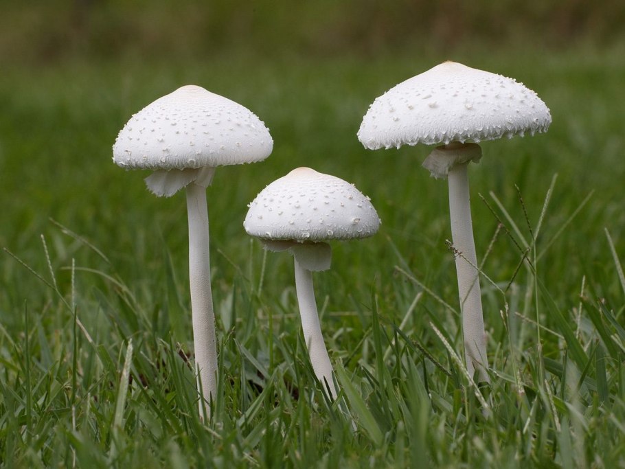 Навозник волосистоногий (Coprinopsis lagopus)