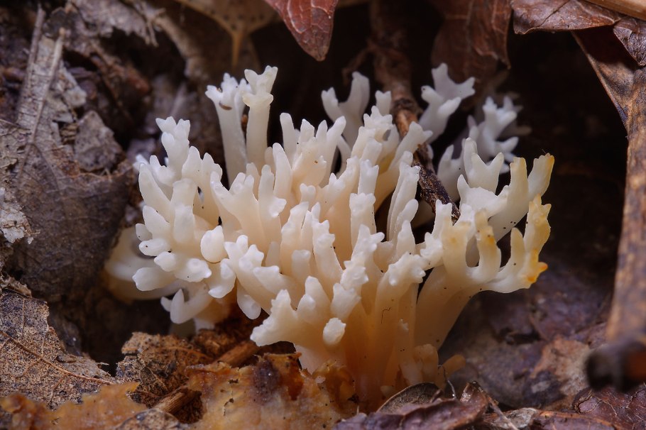 Tremella fuciformis