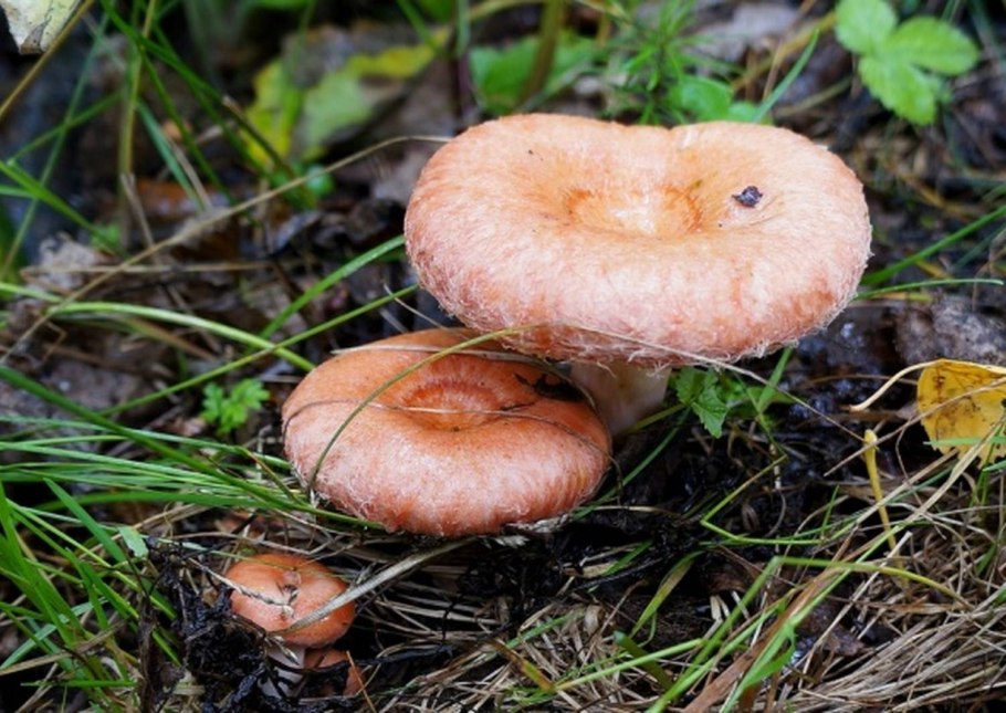 Сыроежка жгучеедкая (Russula emetica)