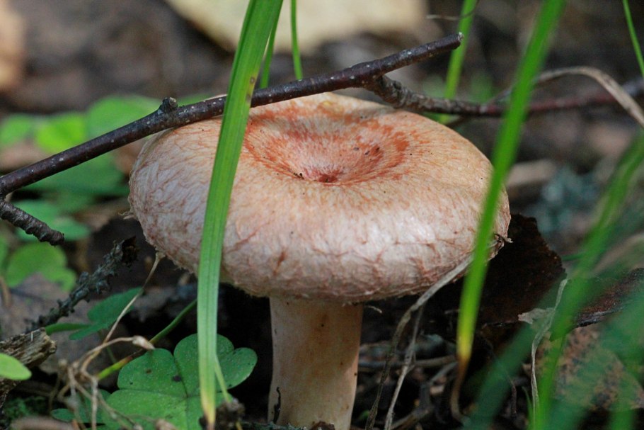 Груздь жёлтый (лат. Lactarius scrobiculatus)