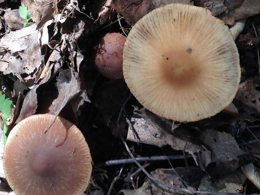 Псатирелла бурая