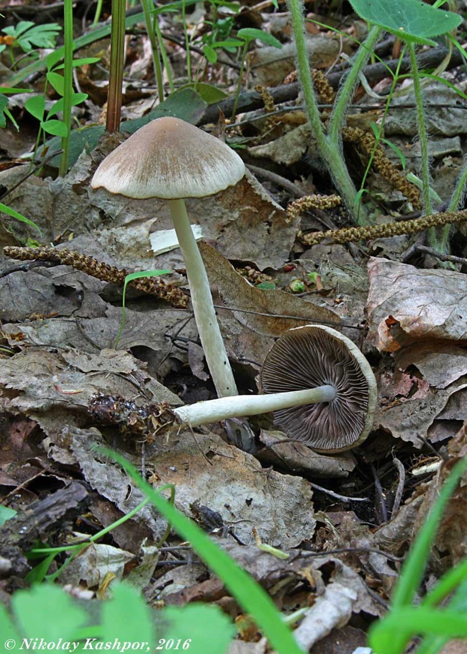 Псатирелла (Psathyrella)