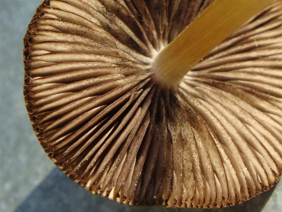 Псатирелла серо-бурая гриб