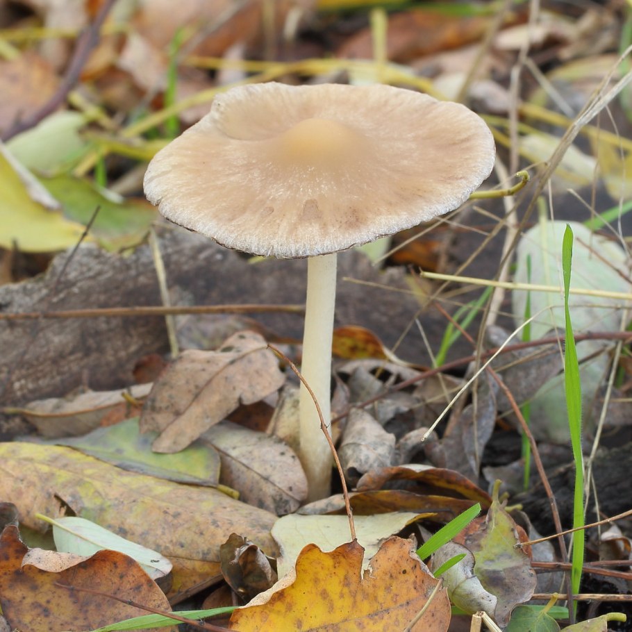 Псатирелла серо-бурая гриб