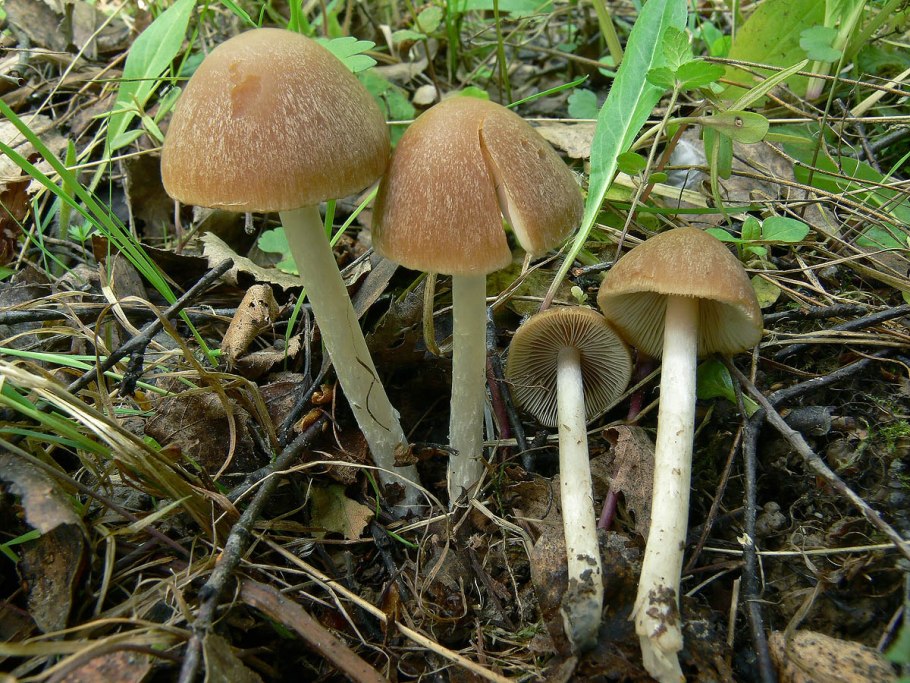 Psathyrella spadiceogrisea