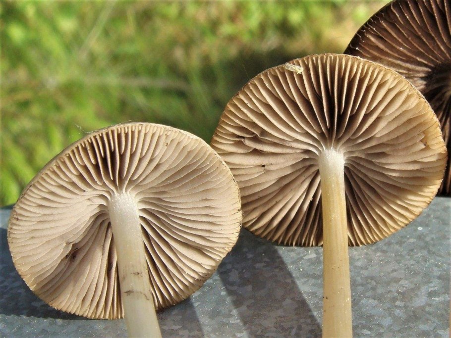 Псатирелла тёмно-бурая