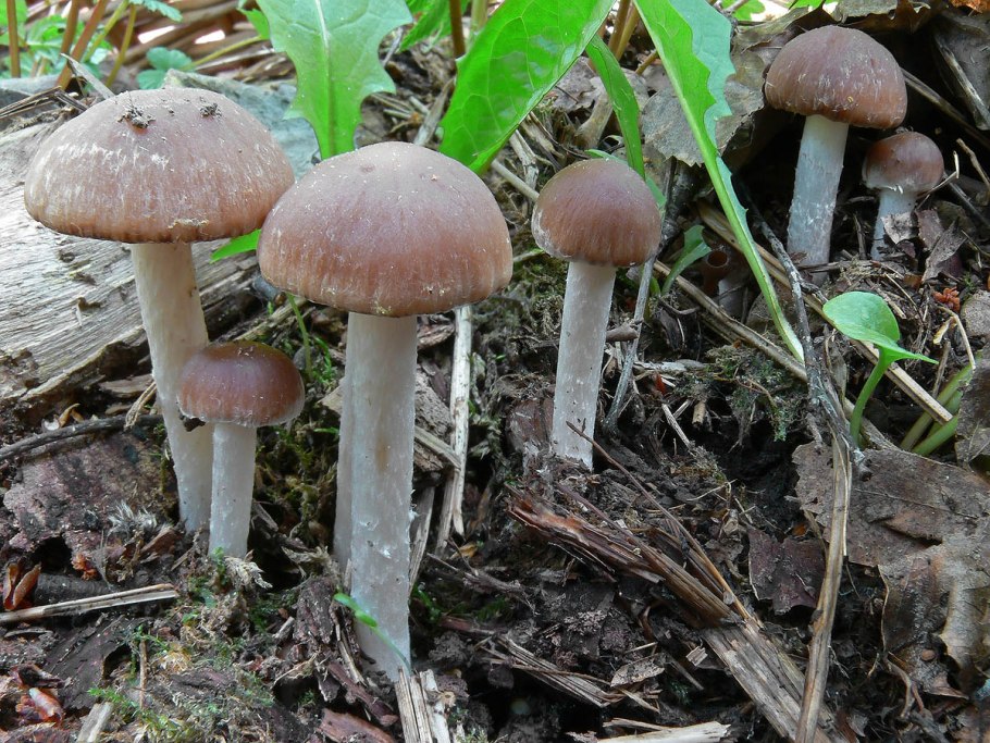 Псатирелла буро-серая