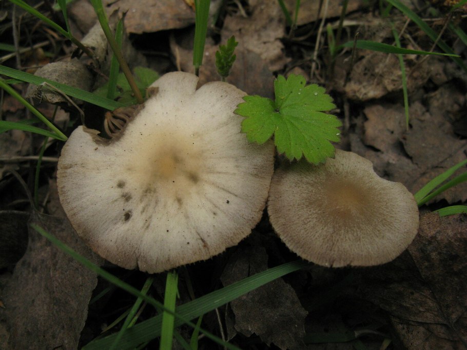 Psathyrella fibrillosa