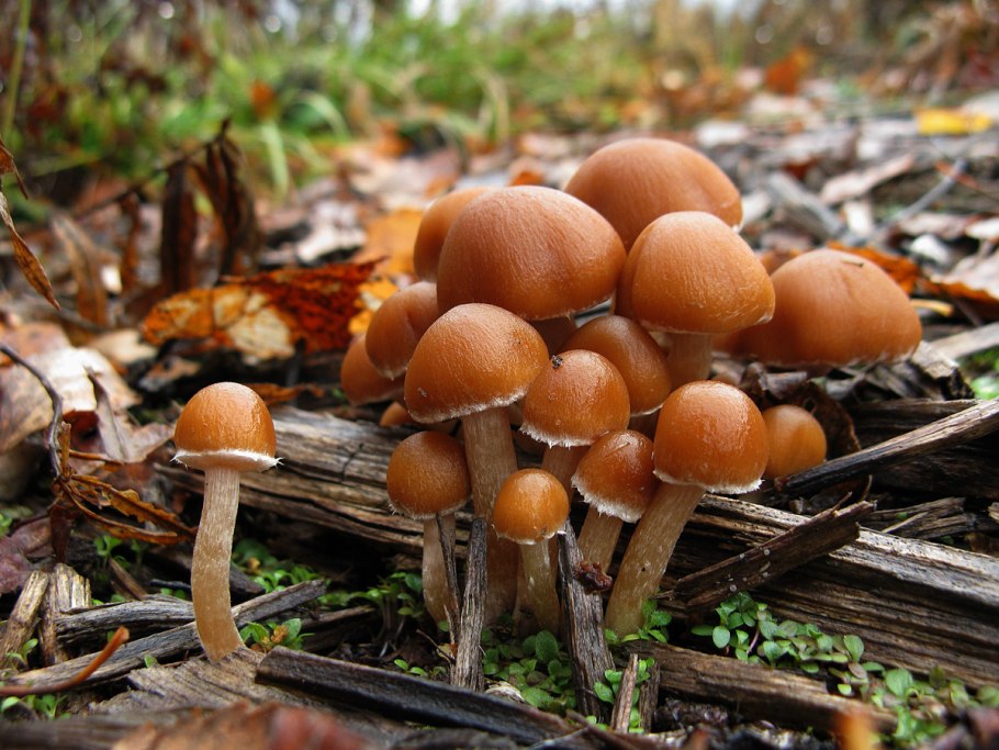 Псатирелла серо-бурая Psathyrella spadiceogrisea