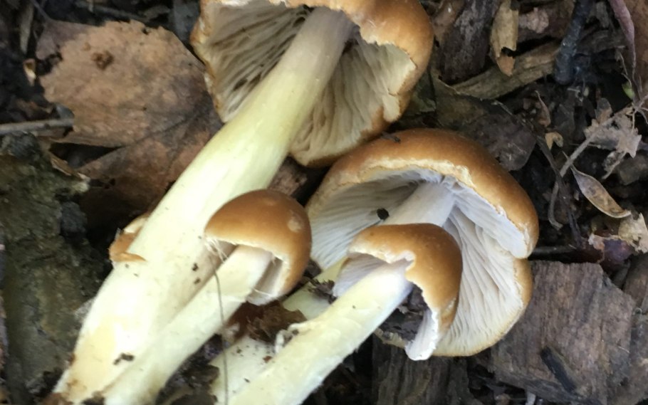 Псатирелла буро-серая