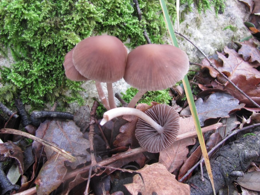 Psathyrella Olympiana