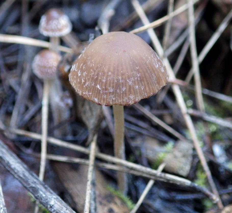 Psathyrella obtusata