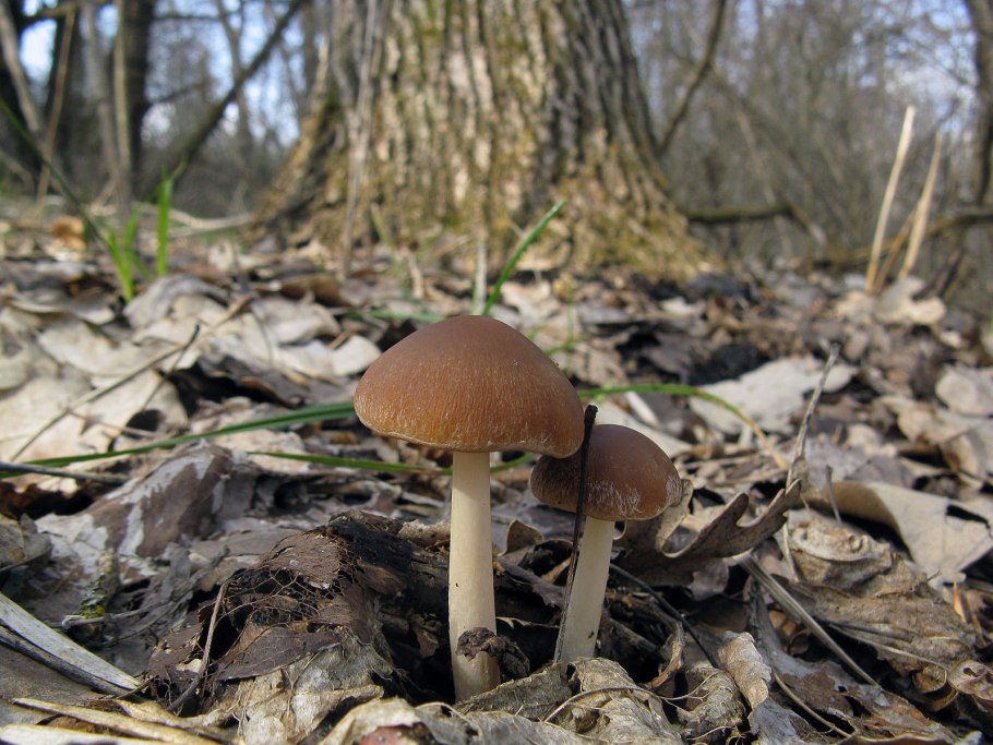 Осенние грибы Ставрополья Мамайский лес