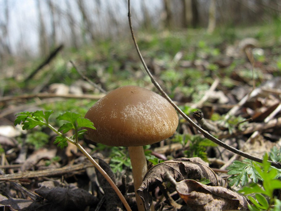 Psathyrella spadiceogrisea