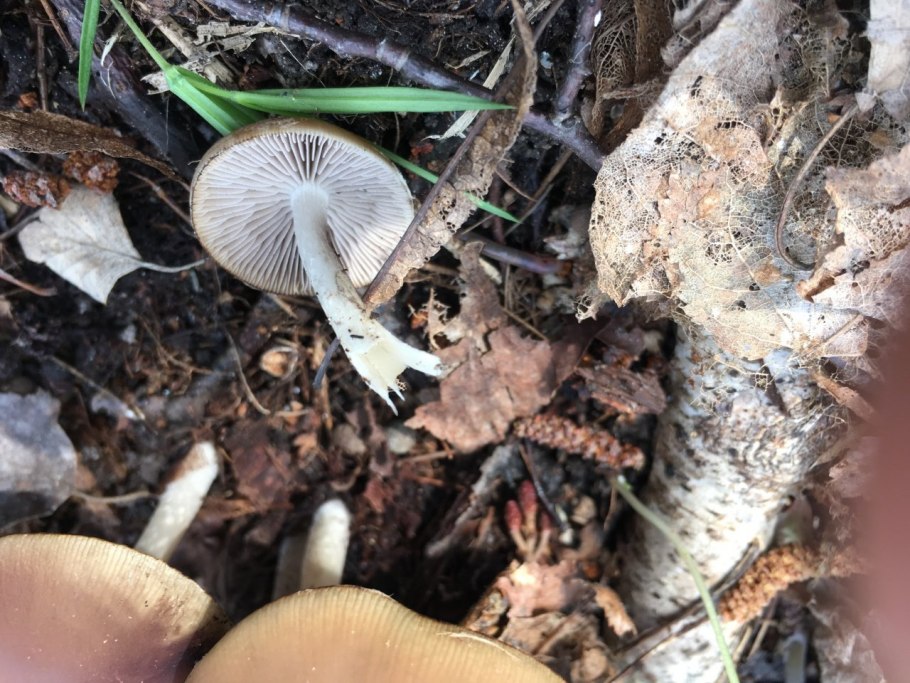 Псатирелла буро-серая