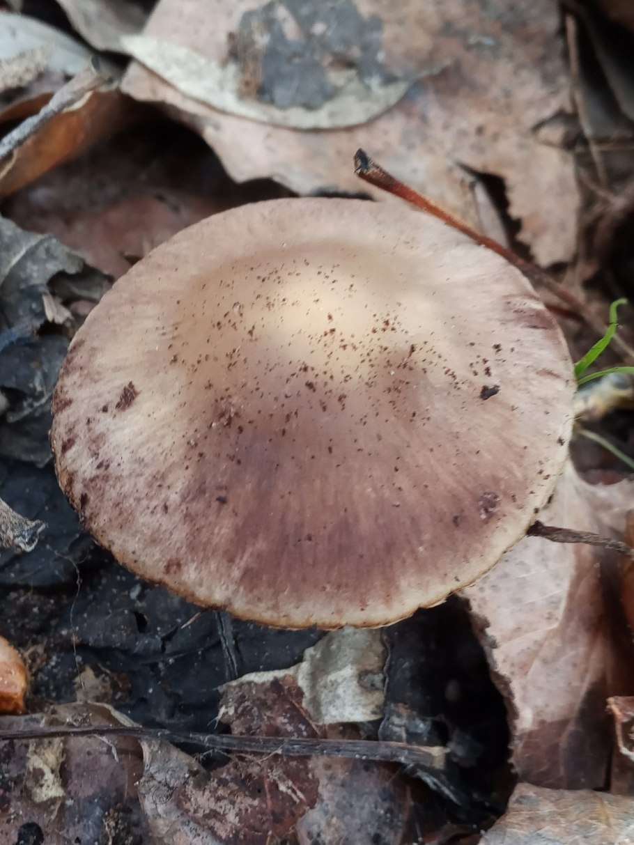 Псатирелла бурая