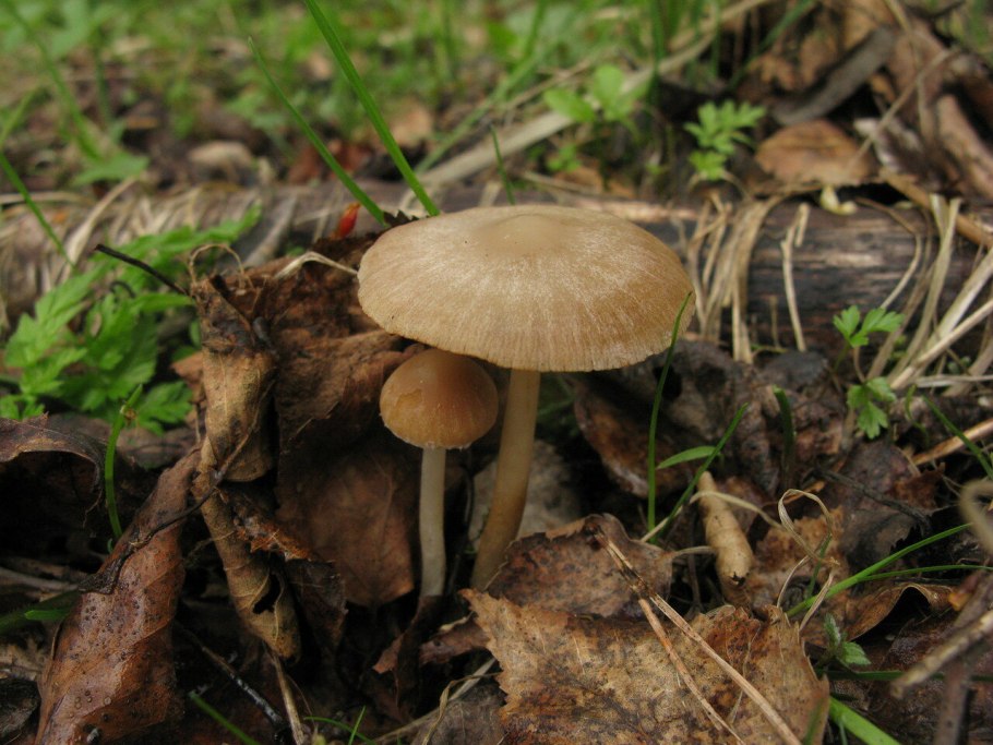 Псатирелла карликовая