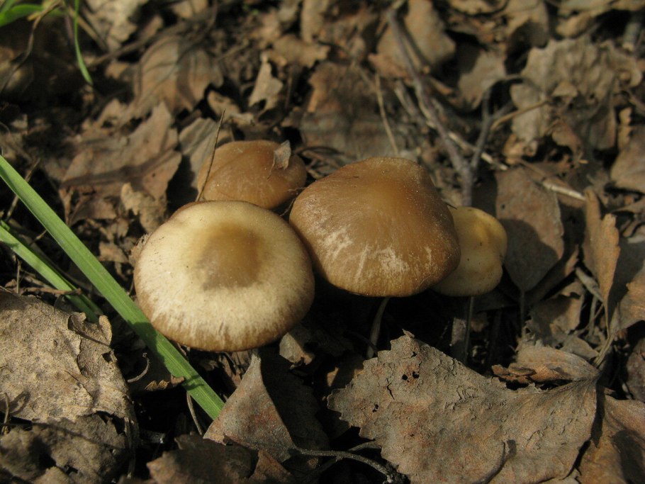 Псатирелла многоножковая