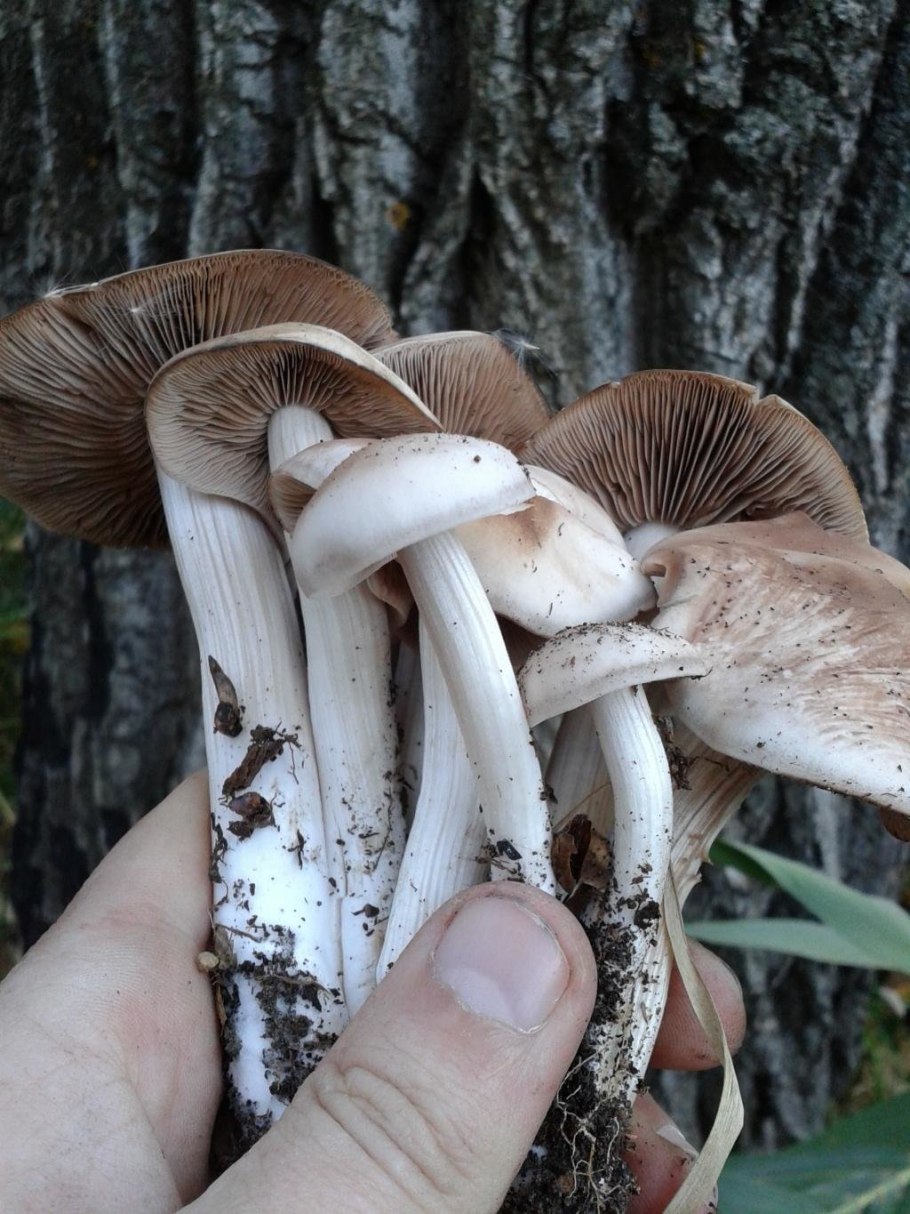 Псатирелла гриб темно Песочная